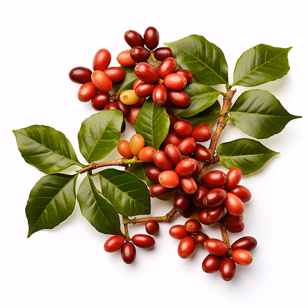 Coffee Harvesting Season