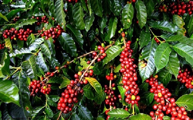 News About Coffee